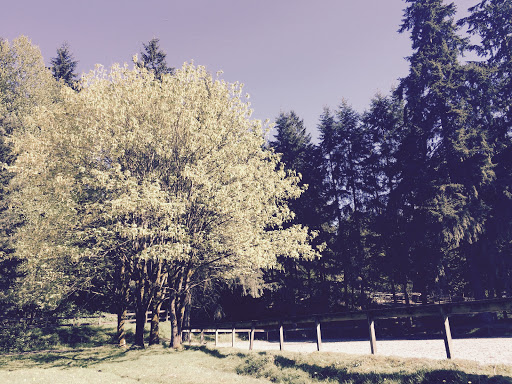 State Park «Bridle Trails State Park», reviews and photos, 5300 116th Ave. N.W., Kirkland, WA 98033, USA