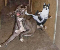 Betsy's Pet Sitting - Photo 4 - Car repair in , Mesa