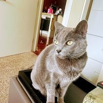 Fur The Love Of Your Pet - Photo 7 - Car repair in San Diego, CA, San Diego