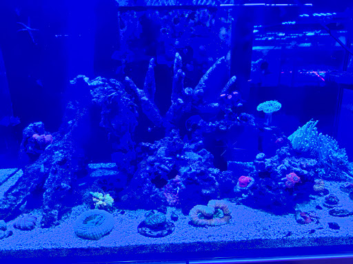 Tropical Fish Store «Blue Earth Corals & Aquariums», reviews and photos, 5791 Desoto Rd, Lake Worth, FL 33463, USA