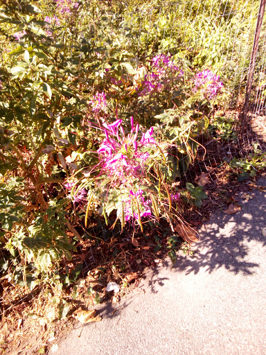 Park «Asser Levy Park», reviews and photos, 302 Sea Breeze Ave, Brooklyn, NY 11224, USA