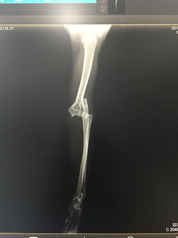 Imagen de Clínica Veterinaria San Antón Albacete (8 de 11)