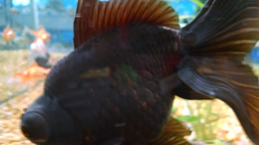 Pet Supply Store «Petco Animal Supplies», reviews and photos, 753 53rd Ave NE, Fridley, MN 55421, USA