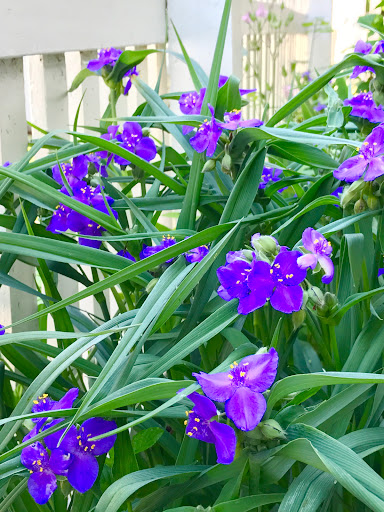 Museum «Old Salem-Visitor Center», reviews and photos, 900 Old Salem Rd, Winston-Salem, NC 27101, USA