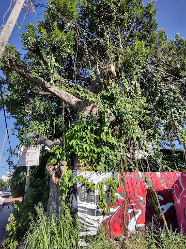 Brewery «J Wakefield Brewing», reviews and photos, 120 NW 24th St, Miami, FL 33127, USA