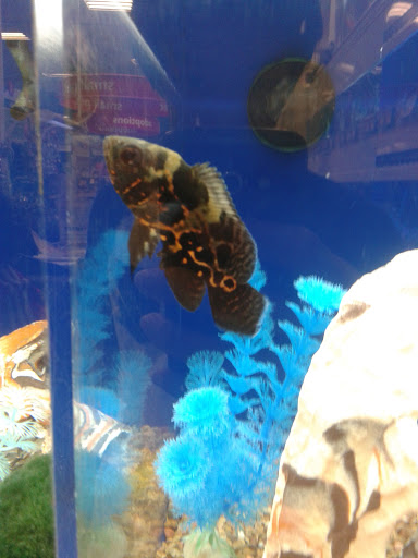 Pet Supply Store «PetSmart», reviews and photos, 26532 Towne Centre Dr, Foothill Ranch, CA 92610, USA