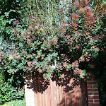 Photo n°1 de l'avis de Wolfgang.. fait le 12/08/2017 à 10:41 sur le  Café Schöne Zeiten – Das Stadtcafé à Bad Bevensen