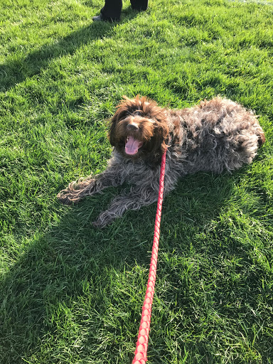 Park «Yukich Field», reviews and photos, 8900 S Kedzie Ave, Evergreen Park, IL 60805, USA