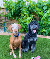 Leanimal's Animals Pet Sitting - Photo 5 - Car repair in Murrieta, CA, Mission Viejo