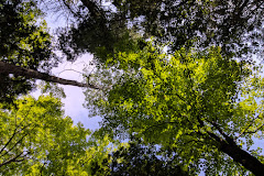 Parc de la Forêt-Boucher