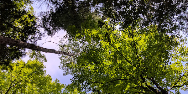 Parc de la Forêt-Boucher