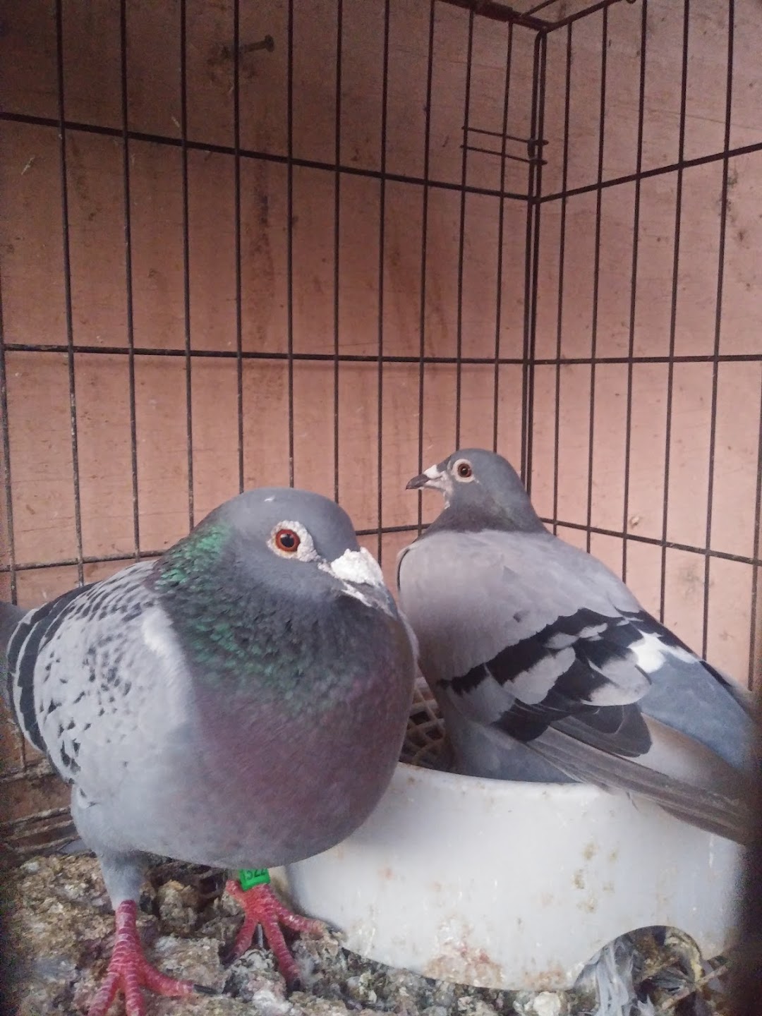 Velocitypigeons racing pigeons for sale