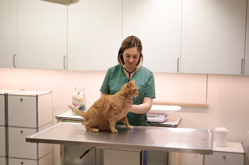 Tierarztpraxis Dr. Wiest unter Pfarrweisach, Bayern