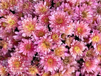 Florist «Flowers by David», reviews and photos, 2048 E Old Lincoln Hwy, Langhorne, PA 19047, USA