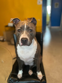 Homestead Veterinary Medical Center - Photo 5 - Car repair in Lehigh Acres, FL, Lehigh Acres