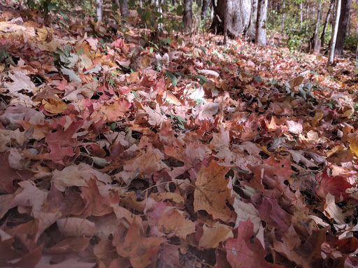 Park «Percy Warner Park», reviews and photos, 7311 Tennessee 100, Nashville, TN 37221, USA