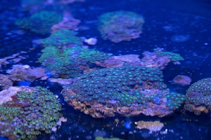 North County Tropical Fish Store - Reefers Garge - photo 37