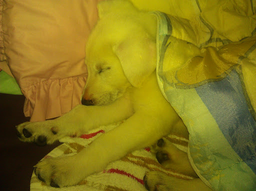 Supermarket «Seabra Foods», reviews and photos, 440 Stafford Rd, Fall River, MA 02721, USA