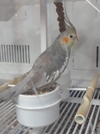 Pet Supply Store «Petco Animal Supplies», reviews and photos, 474 228th Ave NE, Sammamish, WA 98074, USA