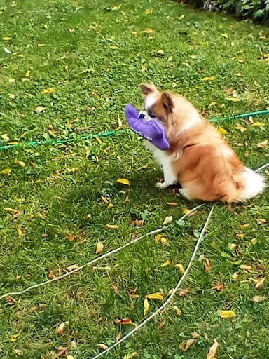 Pet Supply Store «PetSmart», reviews and photos, 14290 Plymouth Ave, Burnsville, MN 55337, USA