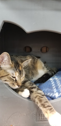 Pet Store «Pet Valu», reviews and photos, 7249 Arlington Blvd, Falls Church, VA 22042, USA