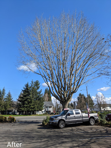 Yost Tree Service