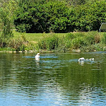 Photo n°2 de l'avis de Evelyn.i fait le 13/07/2022 à 17:45 sur le  Lauchertsee Eins à Trochtelfingen