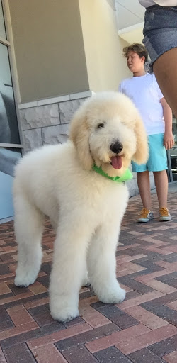 Pet Supply Store «Woof Gang Bakery & Grooming Lake Mary», reviews and photos, 1210 International Pkwy #118, Lake Mary, FL 32746, USA