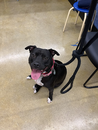 Pet Supply Store «PetSmart», reviews and photos, 8281 Troy Pike, Huber Heights, OH 45424, USA