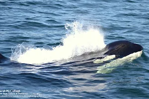 San Juan Safaris - Whale Watching image