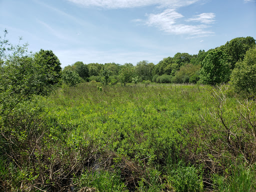 Arlington's Great Meadows