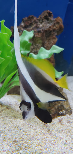 Pet Store «Wildside Pets», reviews and photos, 1042 N Higley Rd #105, Mesa, AZ 85205, USA