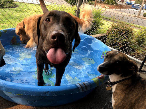 Dog Trainer «Suite Dog Daze», reviews and photos, 2090 Front St NE, Salem, OR 97301, USA