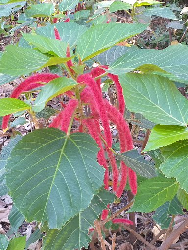 Jardín Botánico Culiacán