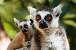 Oasis Wildlife Fuerteventura image