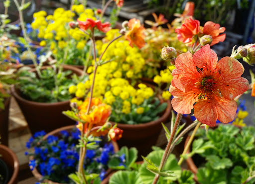 Garden Center «Grange Co-op: Coos Bay», reviews and photos, 1085 S 2nd St, Coos Bay, OR 97420, USA