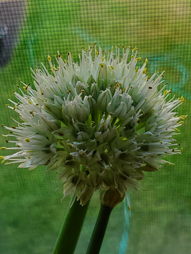 Park «Gough Park», reviews and photos, 9300 Honeygo Blvd, Perry Hall, MD 21128, USA