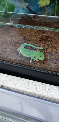 Petco image