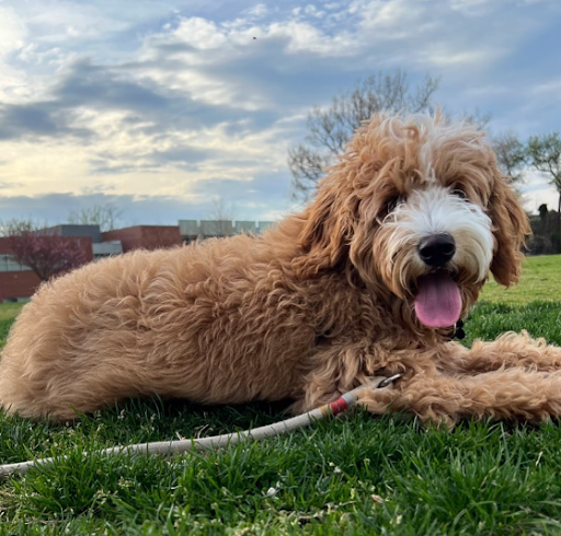 Pet Supply Store «Petco Animal Supplies», reviews and photos, 22 Peninsula Center, Rolling Hills Estates, CA 90274, USA