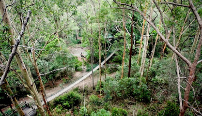 TreeTop Challenge Gold Coast Mt Tamborine - Australia's Largest Adventure Park 
