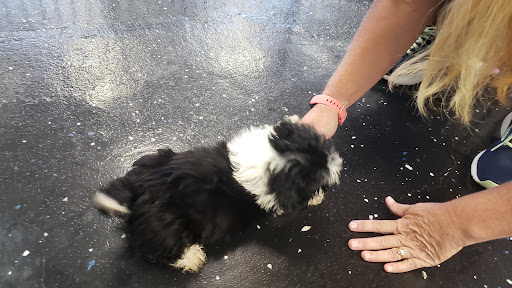 Pet Store «AA Ridgewood Kennels II», reviews and photos, 5401 Lincoln Hwy, Gap, PA 17527, USA