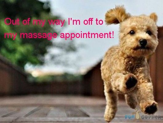 South Paw Massage & Wellness - Home of the Vero Beach Canine Country Club