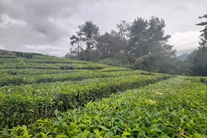 Kebun Teh Cianten image