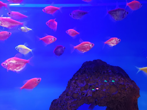 Pet Supply Store «Petco Animal Supplies», reviews and photos, 21348 Kuykendahl Rd, Spring, TX 77379, USA