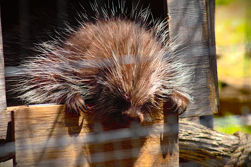 Zoo «Brandywine Zoo», reviews and photos, 1001 N Park Dr, Wilmington, DE 19802, USA