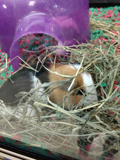 Pet Supply Store «PetSmart», reviews and photos, 1801 Howell Mill Rd NW, Atlanta, GA 30318, USA