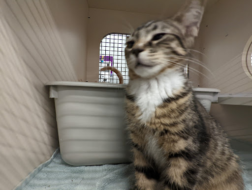 Pet Supply Store «Petco Animal Supplies», reviews and photos, 2230 Marlton Pike W #3, Cherry Hill, NJ 08002, USA