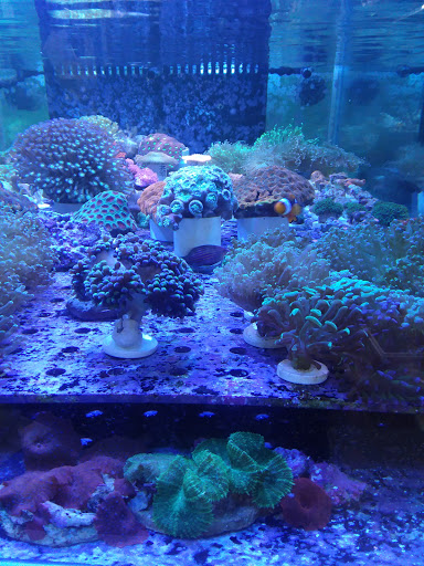 Tropical Fish Store «BluReef Aquarium», reviews and photos, 2198 Flatbush Ave, Brooklyn, NY 11234, USA