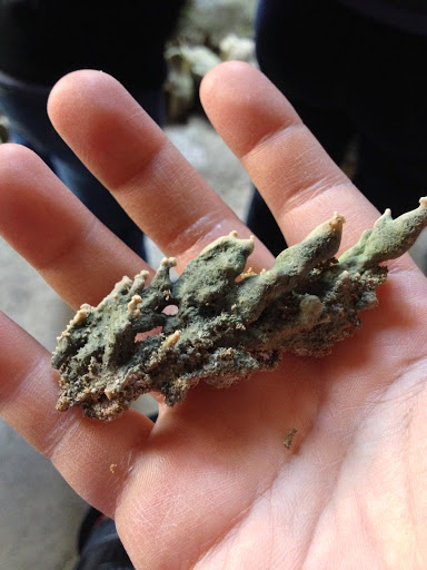 Non-Profit Organization «Westcave Outdoor Discovery Center», reviews and photos, 24814 Hamilton Pool Rd, Round Mountain, TX 78663, USA