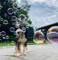 Lavish Dog Life - Photo 6 - Car repair in Knoxville, TN, Knoxville
